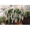 Girlanda Wisteria, 1.7m